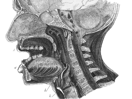 Anatomy sketch of a throat.